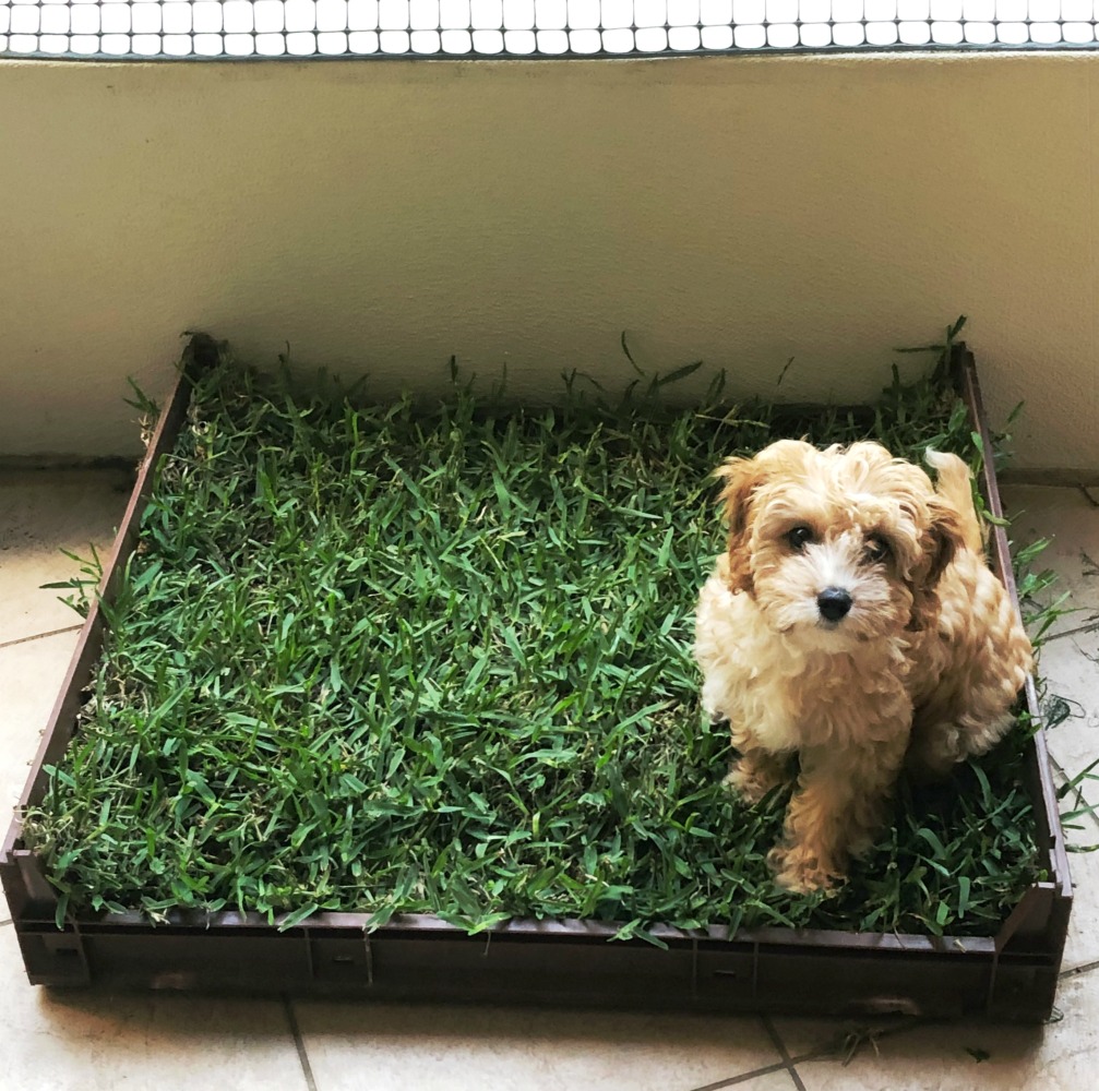 dog potty grass