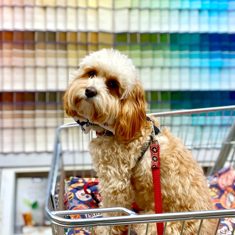dog sitting in Bunnings trolley with paint charts in background